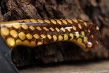 wasp hive chef knife