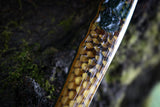 wasp hive and moss hawk