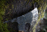 wasp hive and moss hawk
