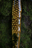 wasp hive and moss hawk